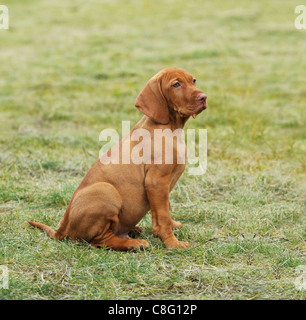 Vizsla / ungherese Vizsla cane cucciolo ritratto in giardino Foto Stock