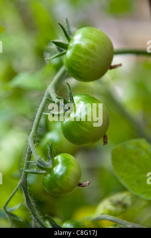 Immagine ravvicinata di sotto verdi maturi pomodori ciliegia sulla viticoltura in giardino a Bristol, Regno Unito Foto Stock