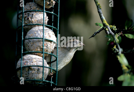 Femmina (fringuello Fringilla coelebs) alimentazione su una sfera di grasso alimentatore in un giardino inglese, con un ramo di biancospino in background Foto Stock