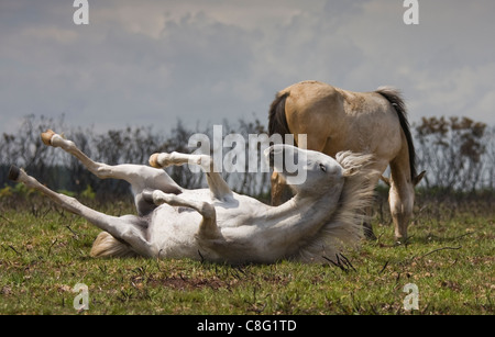 Due New Forest pony. Uno è il rotolamento sulla sua schiena e sembra sorridere come essa gode del sole. Foto Stock