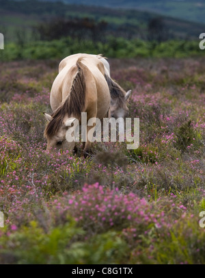 Due nuovi pony di foresta a piedi attraverso la fioritura heather su una soleggiata giornata di vento. Un albero orizzontale linea costituisce lo sfondo. Foto Stock