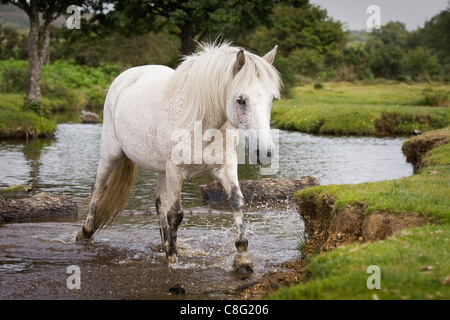 Un bel bianco pony guadare attraverso un flusso nel nuovo Parco Nazionale Foreste su una soleggiata giornata d'estate. Foto Stock