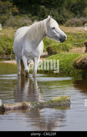 Un bel bianco pony guadare attraverso un flusso nel nuovo Parco Nazionale Foreste su una soleggiata giornata d'estate. Foto Stock