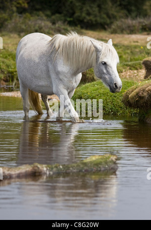 Un bel bianco pony guadare attraverso un flusso nel nuovo Parco Nazionale Foreste su una soleggiata giornata d'estate. Foto Stock