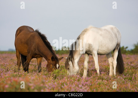 Due pony, uno bianco, l'altro brown, alimentando tra la fioritura heather in sun. New Forest National Park, Hampshire, Regno Unito. Foto Stock