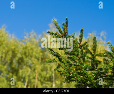 Un ramo di un abete contro la foglia giallastra legno sulla soleggiata giornata di ottobre. Il cambio di stagione guardie. Foto Stock