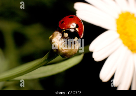 Lady Bug su germoglio di fiore Foto Stock