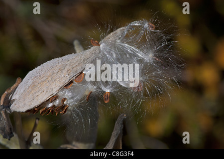 Un seme Milkweed pod aperto di scoppio. Foto Stock