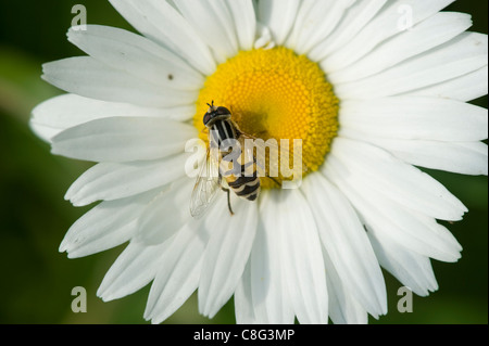 Hoverfly europea (Helophilus trivittatus) su un fiore Foto Stock