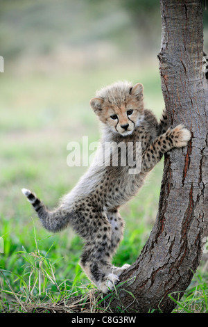 Ghepardo (Acinonyx jubatus) Foto Stock