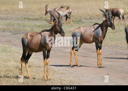 Topis (Damaliscus korrigum) sulla strada Foto Stock