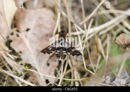 Chiazzato bee-fly (Thyridanthrax fenestratus) Foto Stock