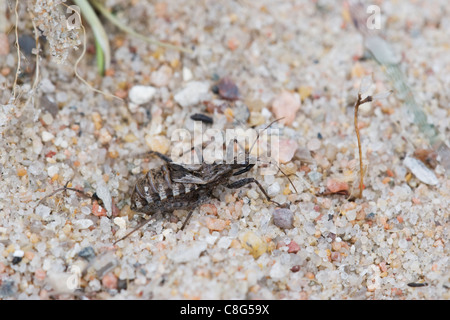 Heath Assassin Bug (Coranus subapterus) Foto Stock