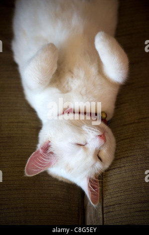 Corto pelo bianco gattino dorme sul divano, razza british, carnivoro, cat, allegro, crazy, cub, tagliare, carino, domestici, occhi a mandorla Foto Stock