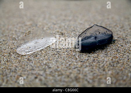 Ritratto di 2 Velella velella, dal vento marinai lavato fino a una spiaggia. Foto Stock