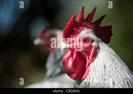 Luce Bantam Sussex galletto e gallina Foto Stock