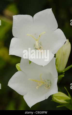 Primo piano di un bianco peach-lasciarono la campanula, campanula persicifolia, in estate Foto Stock