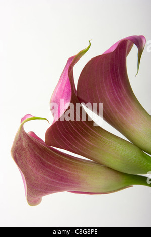 Mini rosa dwarf calla gigli Foto Stock