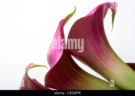 Mini rosa dwarf calla gigli Foto Stock