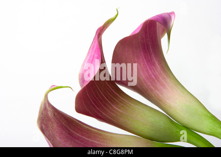 Mini rosa dwarf calla gigli Foto Stock