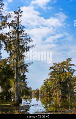 Tipico paludosa sul Lago di Martin vicino Breaux Bridge, Highway 31, paese Cajun, Louisiana, Stati Uniti d'America Foto Stock