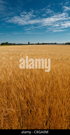 Paesi Bassi, Europa, Olanda, Limburg, Beesel, frumento, campo windmill, paesaggio, Campo, Prato, estate, Foto Stock