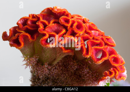 Primo piano della cresta di gallo (Celosia argentea cristata var) Foto Stock