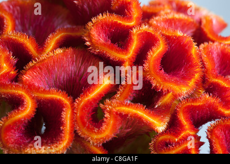 Primo piano della cresta di gallo (Celosia argentea cristata var), Alblasserdam, Olanda Foto Stock