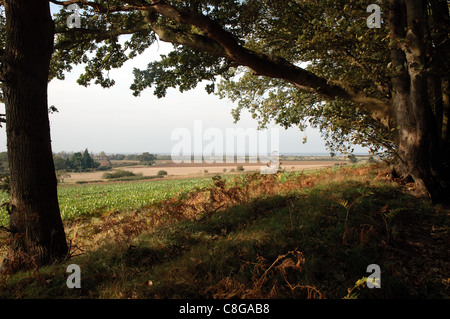 Autunno vista dal bordo di Ken collina bosco vicino Snettisham in Norfolk verso il lavaggio Foto Stock