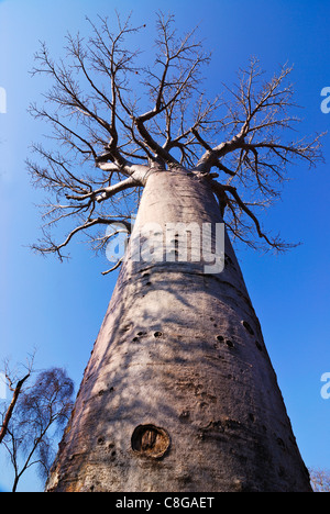 Baobab dal di sotto, Avenue de baobab, Madagascar Foto Stock