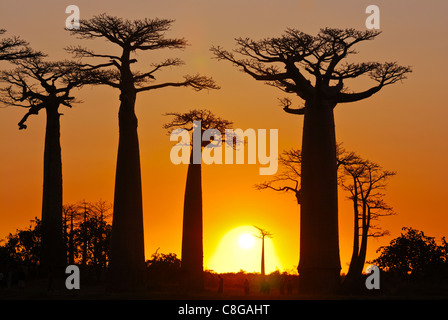 Avenue de baobab al tramonto, Madagascar Foto Stock