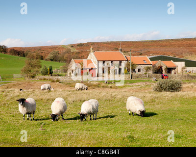 Pecore pascolano sul terreno comune nella parte anteriore del case e agriturismo nel borgo di Serre Lealholm North Yorkshire Foto Stock