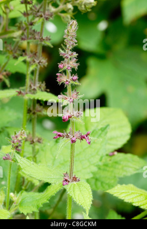 Stachys sylvatica, Hedge Woundwort, Galles, Regno Unito. Foto Stock