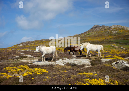 Pony selvatici di pascolare su St. Davids testa nel sole primaverile, Pembrokeshire National Park, Wales, Regno Unito Foto Stock