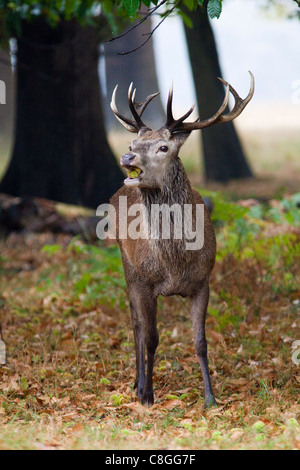 Il cervo (Cervus elaphus) stag ritratto, il Parco di Richmond, Surrey, England, Regno Unito Foto Stock