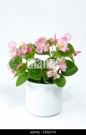 Begonia cera, cera-foglia di Begonia (Begonia x semperfloren-cultorum), Rosa fioritura pianta in vaso Foto Stock
