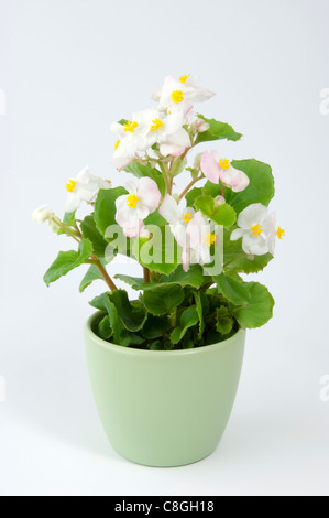 Begonia cera, cera-foglia di Begonia (Begonia x semperfloren-cultorum), bianca fioritura pianta in vaso Foto Stock