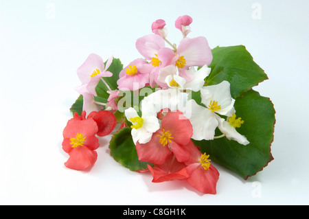 Begonia cera, cera-foglia di Begonia (Begonia x semperfloren-cultorum). Steli di fioritura di diversi colori. Foto Stock