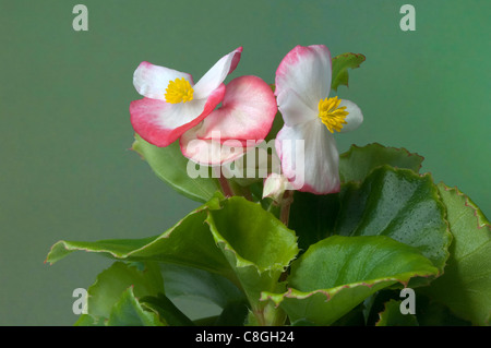 Begonia cera, cera-foglia di Begonia (Begonia x semperfloren-cultorum), il bianco e il rosso fioritura delle piante. Foto Stock