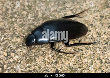 Coleottero acquatico (piceus idrata), Adulto su una roccia. Foto Stock