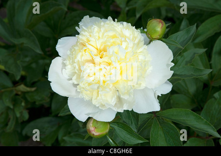 Paeony Laura Dessert, giardino comune Paeony, Cinese Paeony (Paeonia lactiflora Laura dessert), fiore. Foto Stock