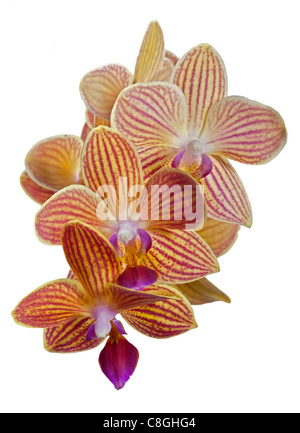 Phalaenopsis Orchid (Moth Orchid) Foto Stock