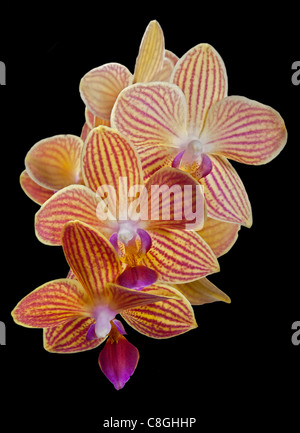 Phalaenopsis Orchid (Moth Orchid) Foto Stock