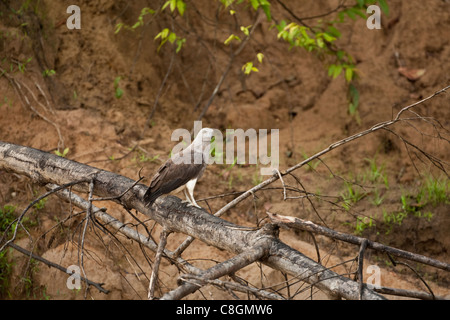 Pesce minore eagle Icthyophaga humilis arroccato su albero morto, Kinabatangan, Sabah Borneo, Malaysia Foto Stock