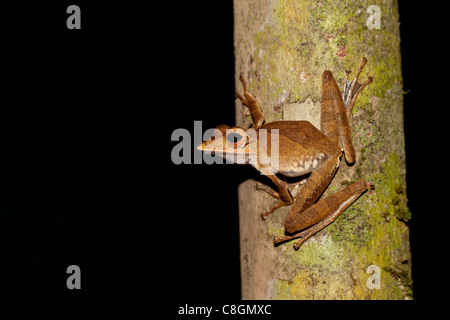 Collett la raganella Polypedates colletti, Kinabatangan, Sabah Borneo, Malaysia Foto Stock