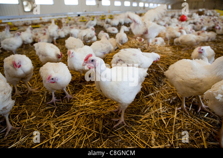 Polli su lettiere di paglia nel fienile su una libertà cibo certified fattoria di pollo. Somerset. Regno Unito. Foto Stock