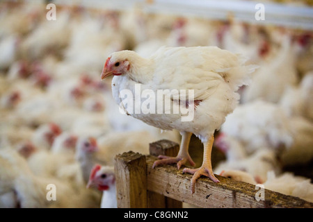 Chick si appollaia nel fienile sulla libertà cibo certified fattoria di pollo. Somerset. Regno Unito. Foto Stock