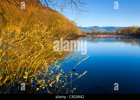 Oberriet, Svizzera, Europa, Canton San Gallo, Valle del Reno, riserva naturale stagno, alberi, pascoli, salici, ramoscelli, molla Foto Stock