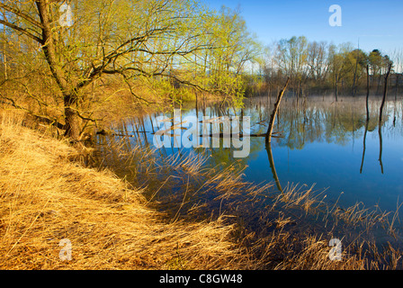 Oberriet, Svizzera, Europa, Canton San Gallo, Valle del Reno, riserva naturale stagno, alberi, pascoli, salici, reed, molla Foto Stock