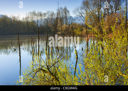 Oberriet, Svizzera, Europa, Canton San Gallo, Valle del Reno, riserva naturale stagno, alberi, pascoli, salici, ramoscelli, molla Foto Stock